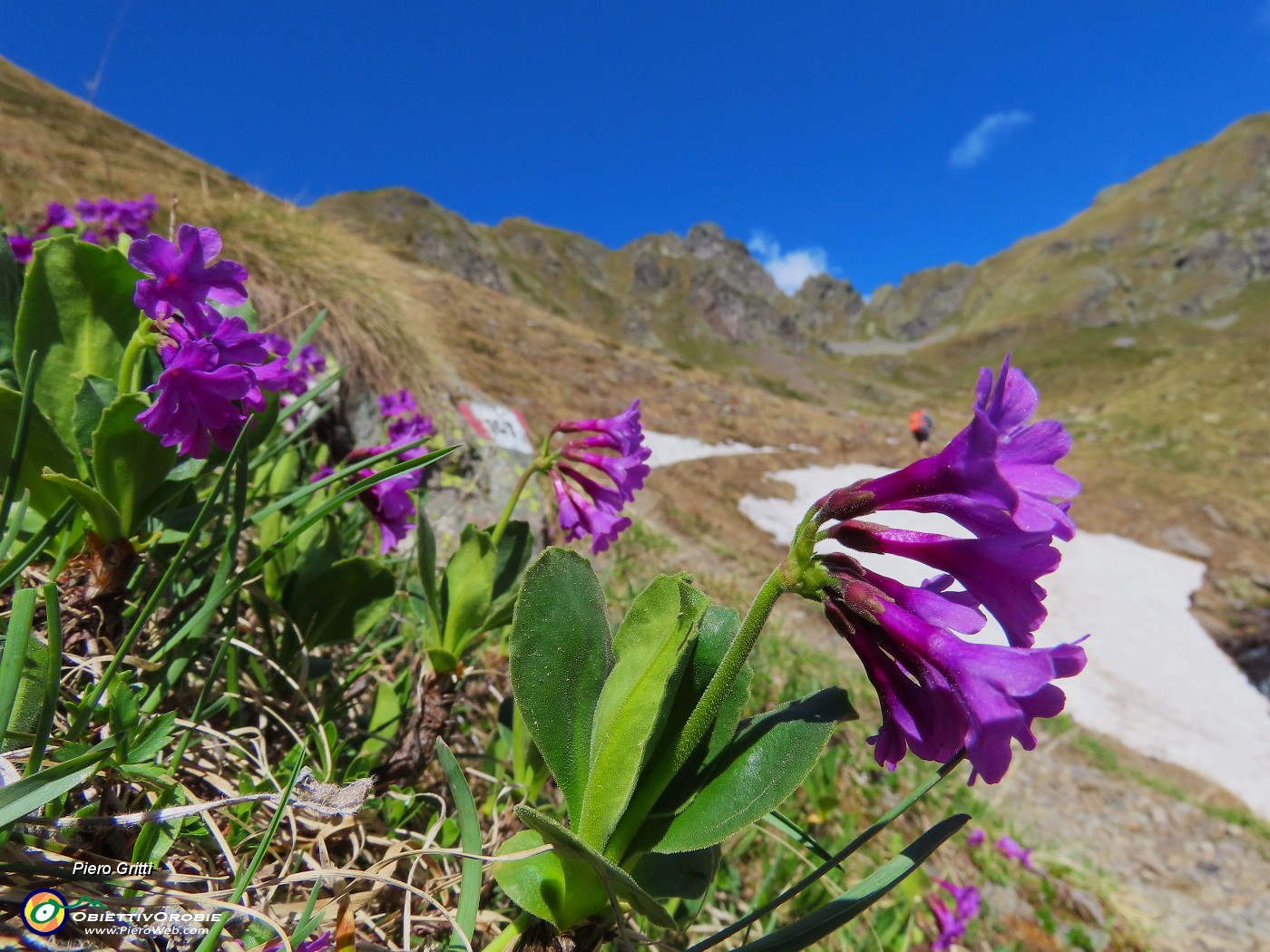 34 Primula latifolia - Primula vischiosa.JPG